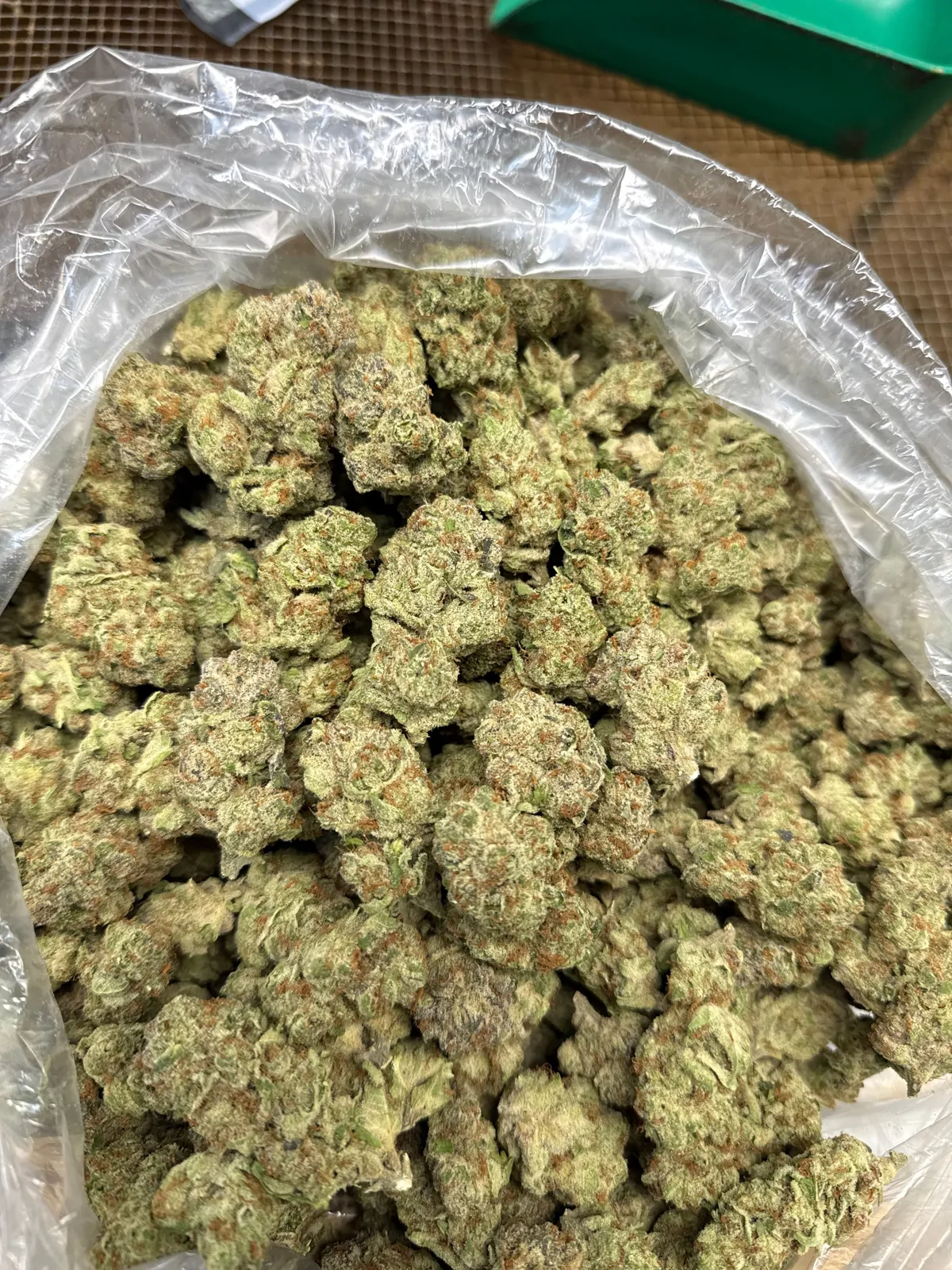 Sugar Pop Flower